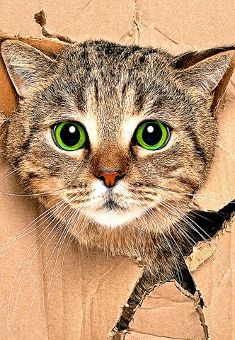 "Cats Are Nuttier Than Fruitcakes!" (PDF)